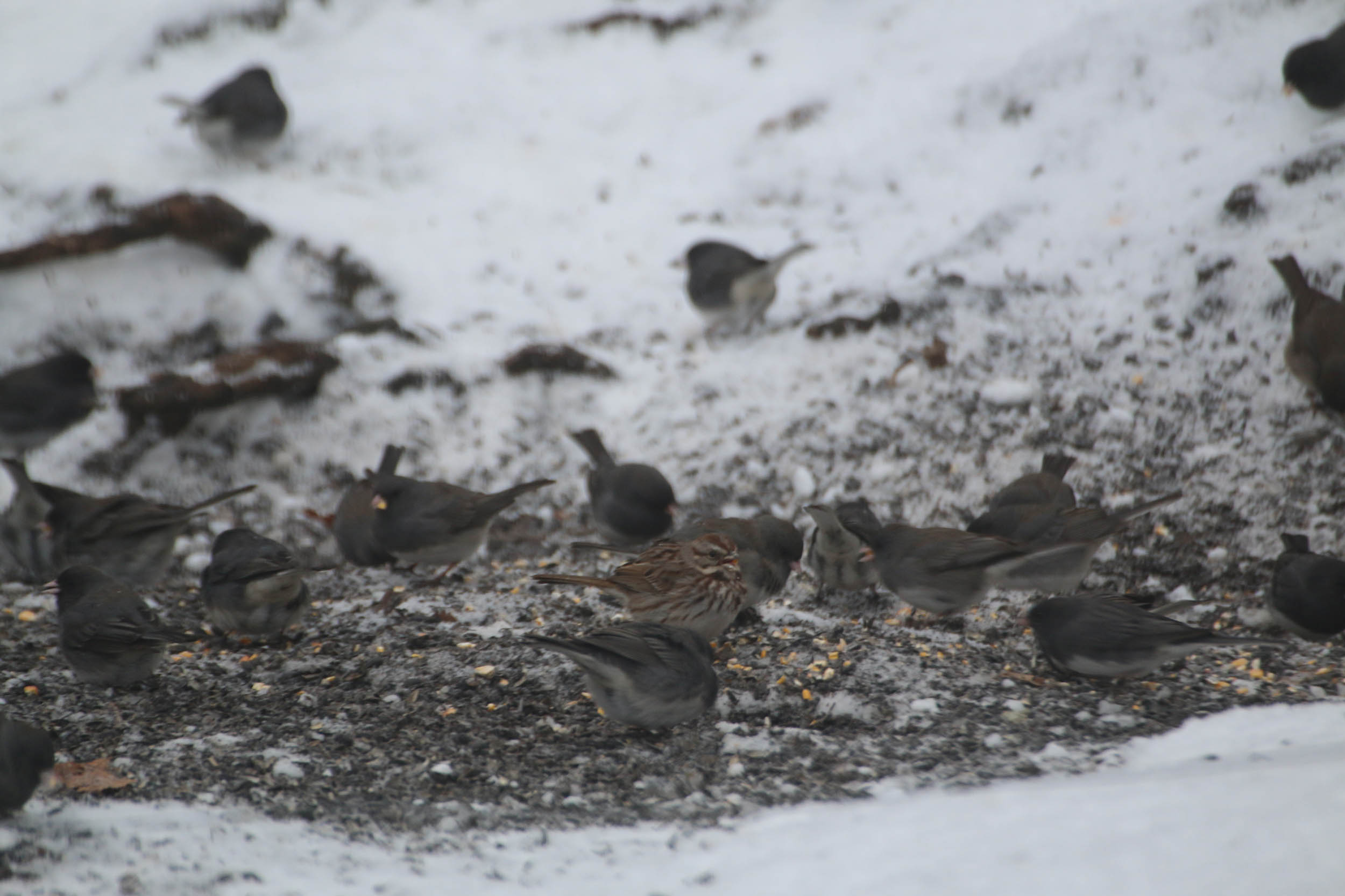 gl 357 Song Sparrow among Slate colored Juncos