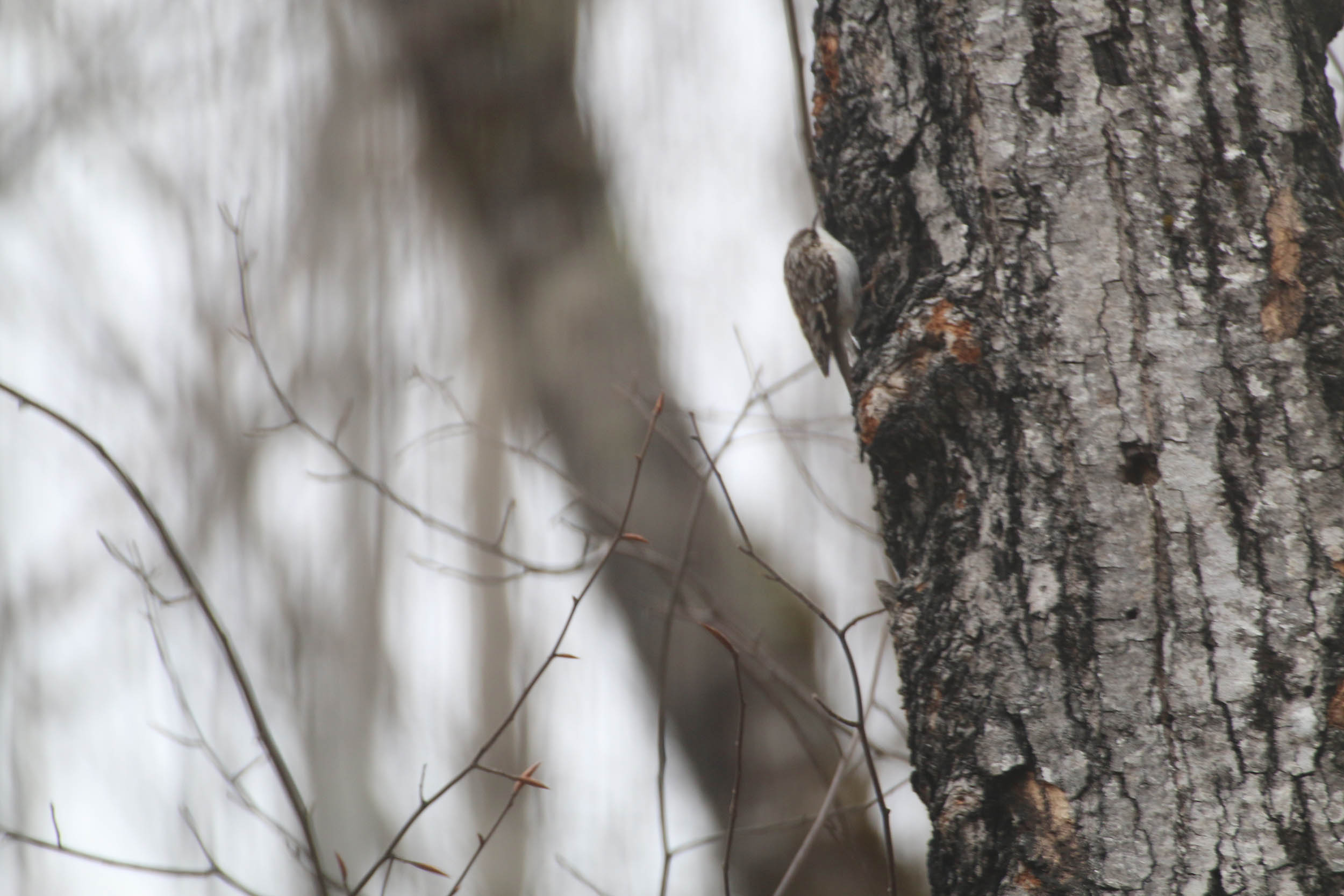 gl 358 Brown Tree Creeper