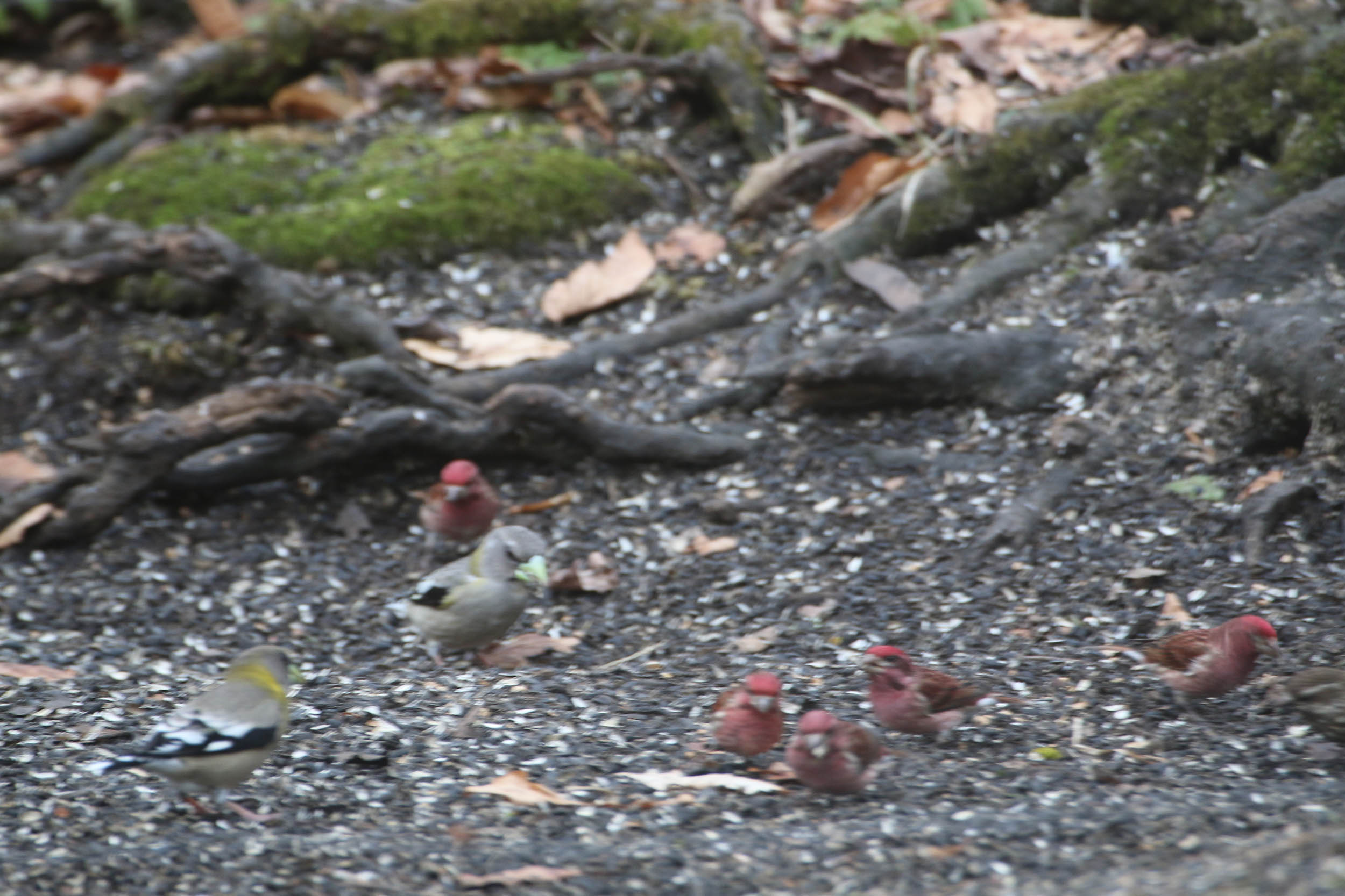 gl 358 Purple Finch and Evening Grosbeaks