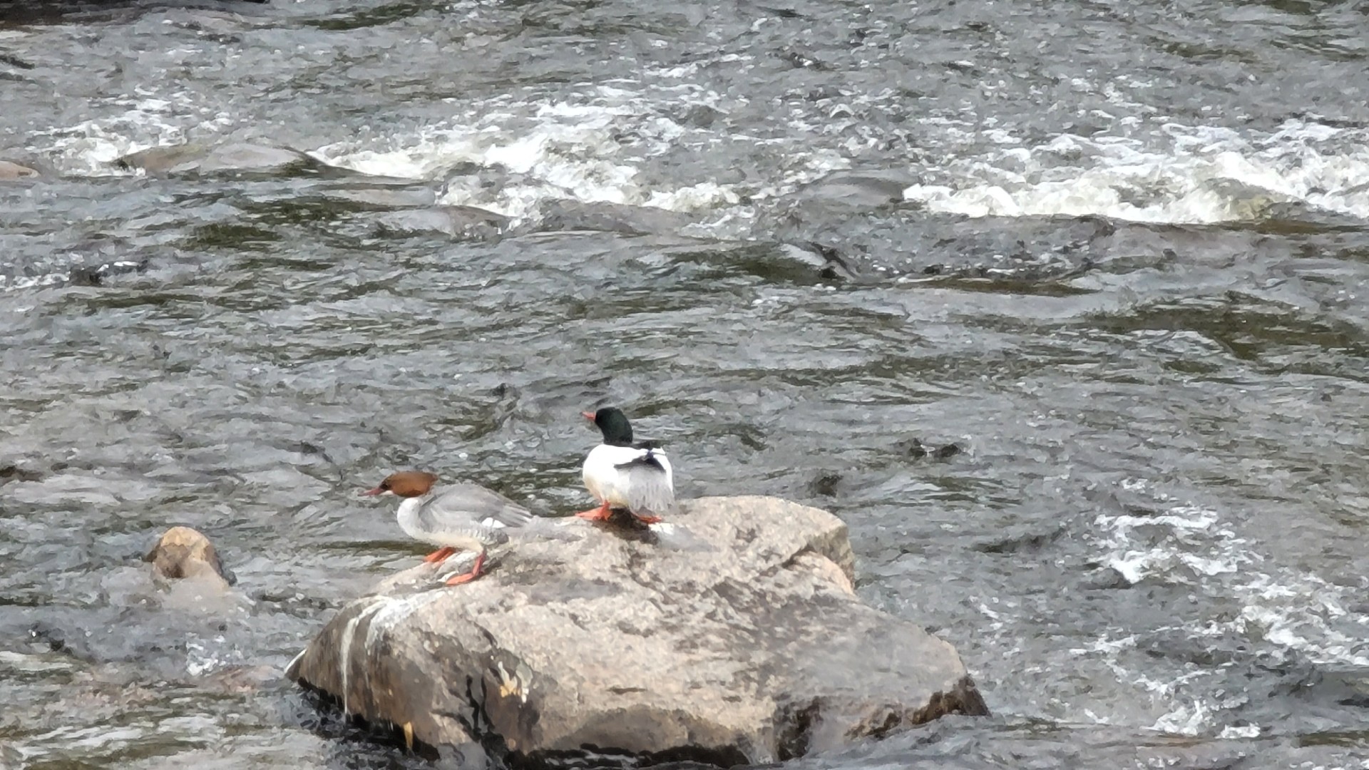 gl 359 Common Mergansers by Nancy Robinson