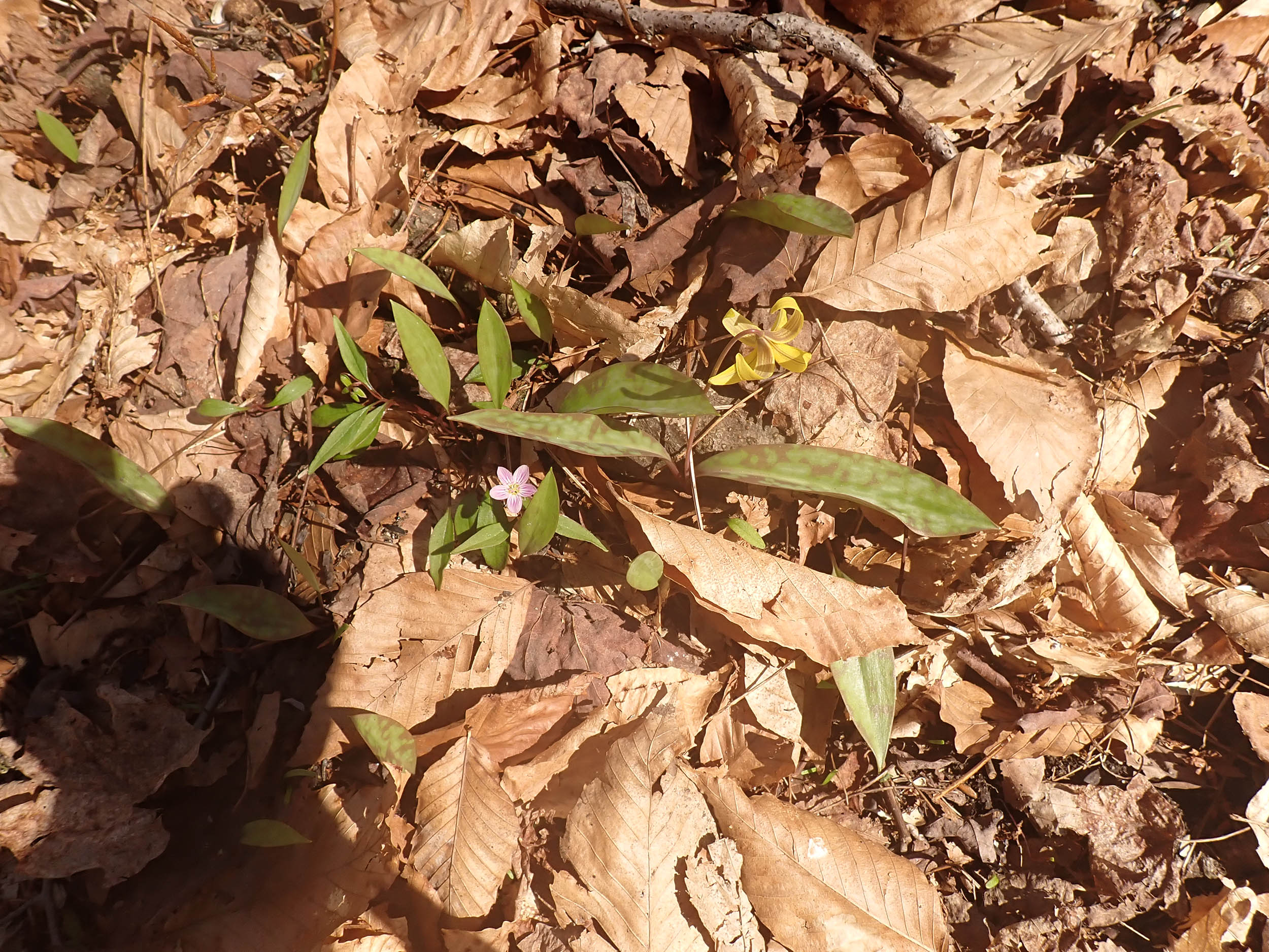 gl 360 Trout Lily and Spring beauty