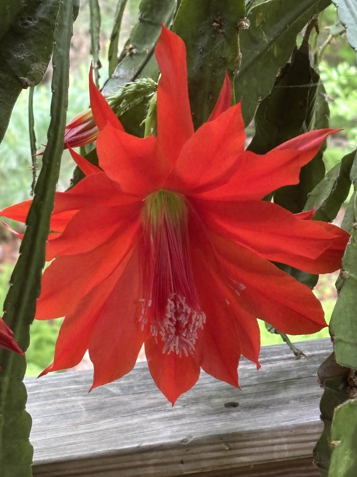 gl 361 Orchid Cactus blooming