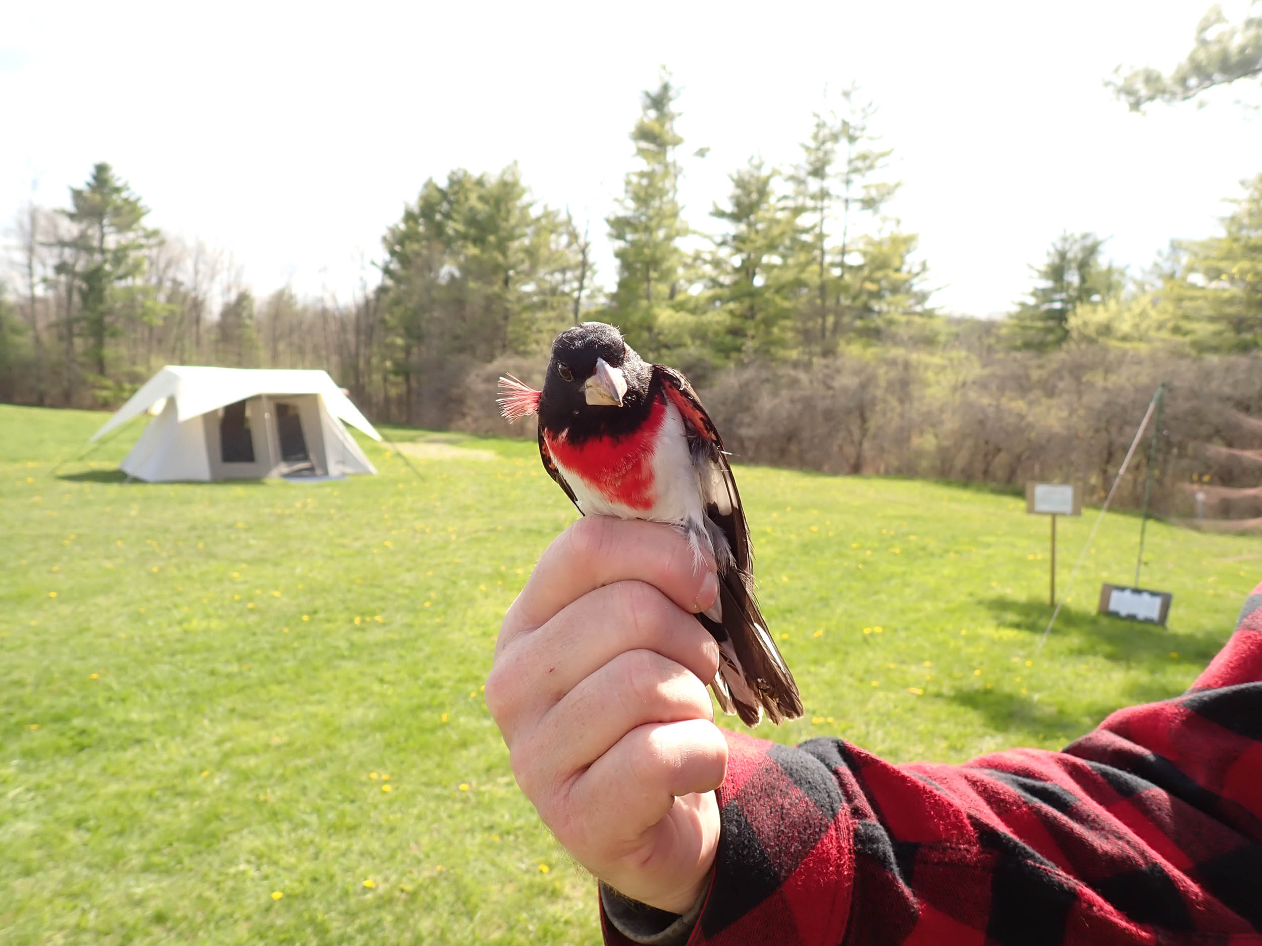 gl 361 Rose Breasted Grosbeak release