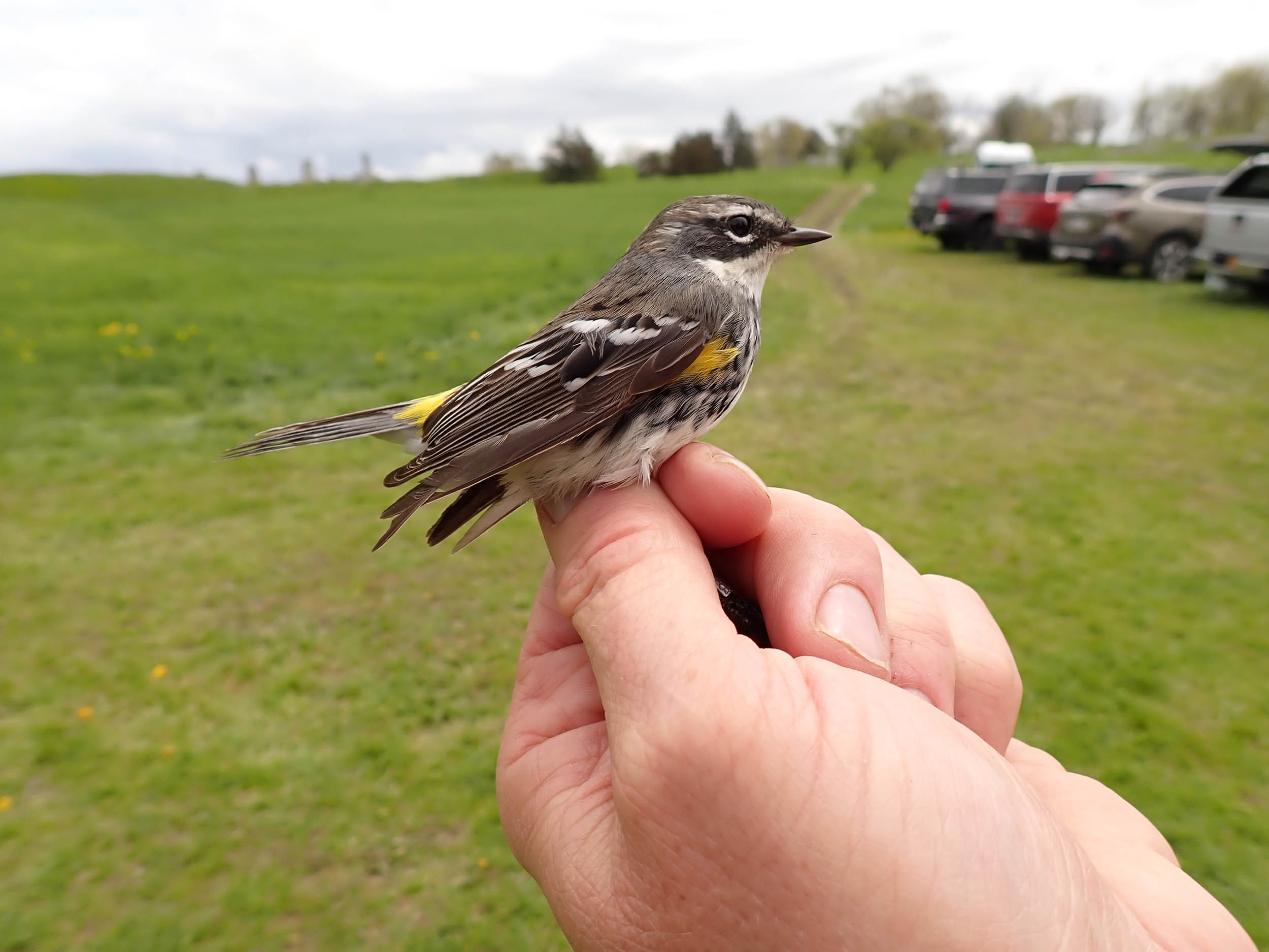 gl 363 Ted with foreign retrap Yellow rumped Warbler copy