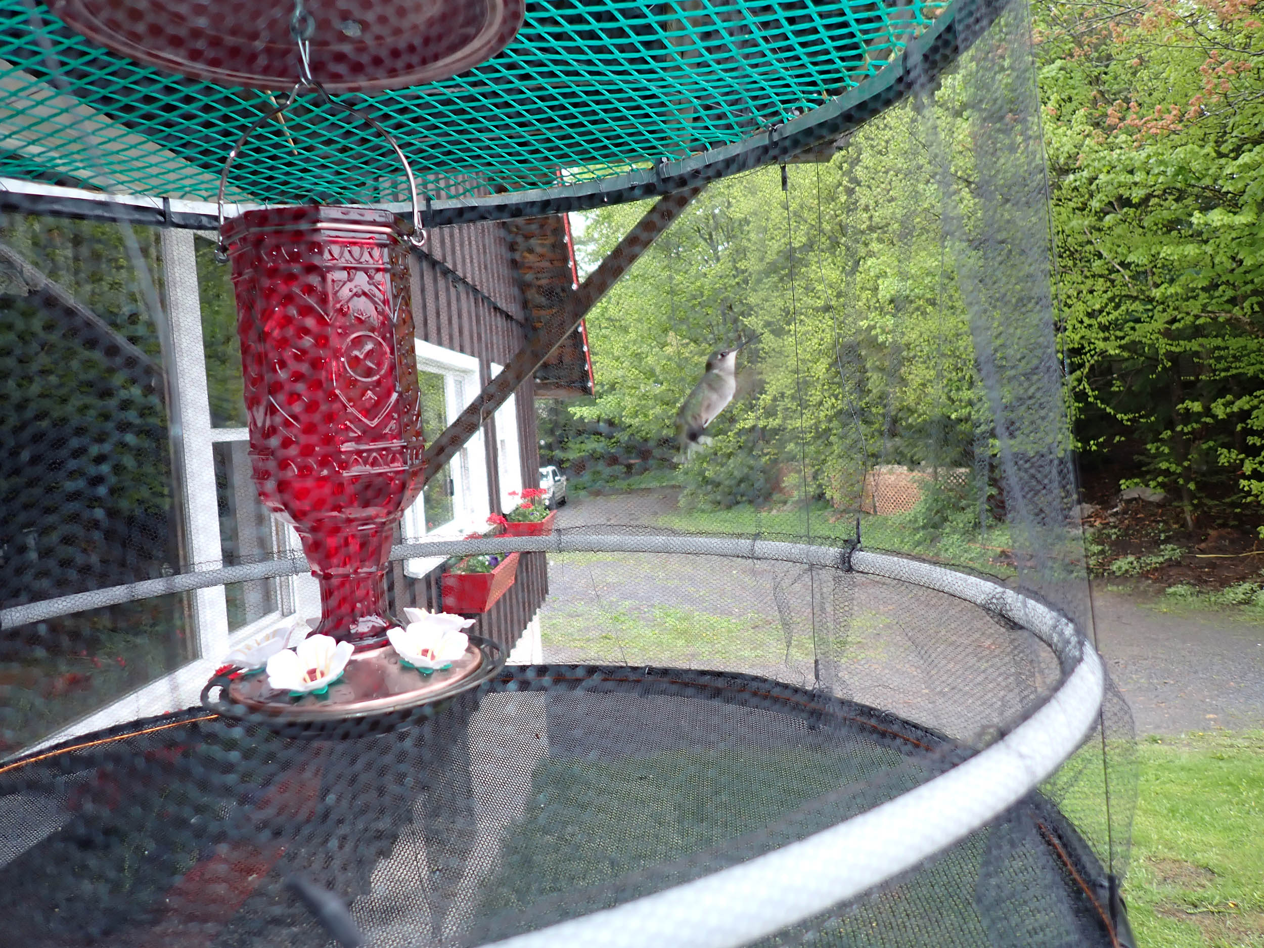 gl 364 Hummingbird in trap