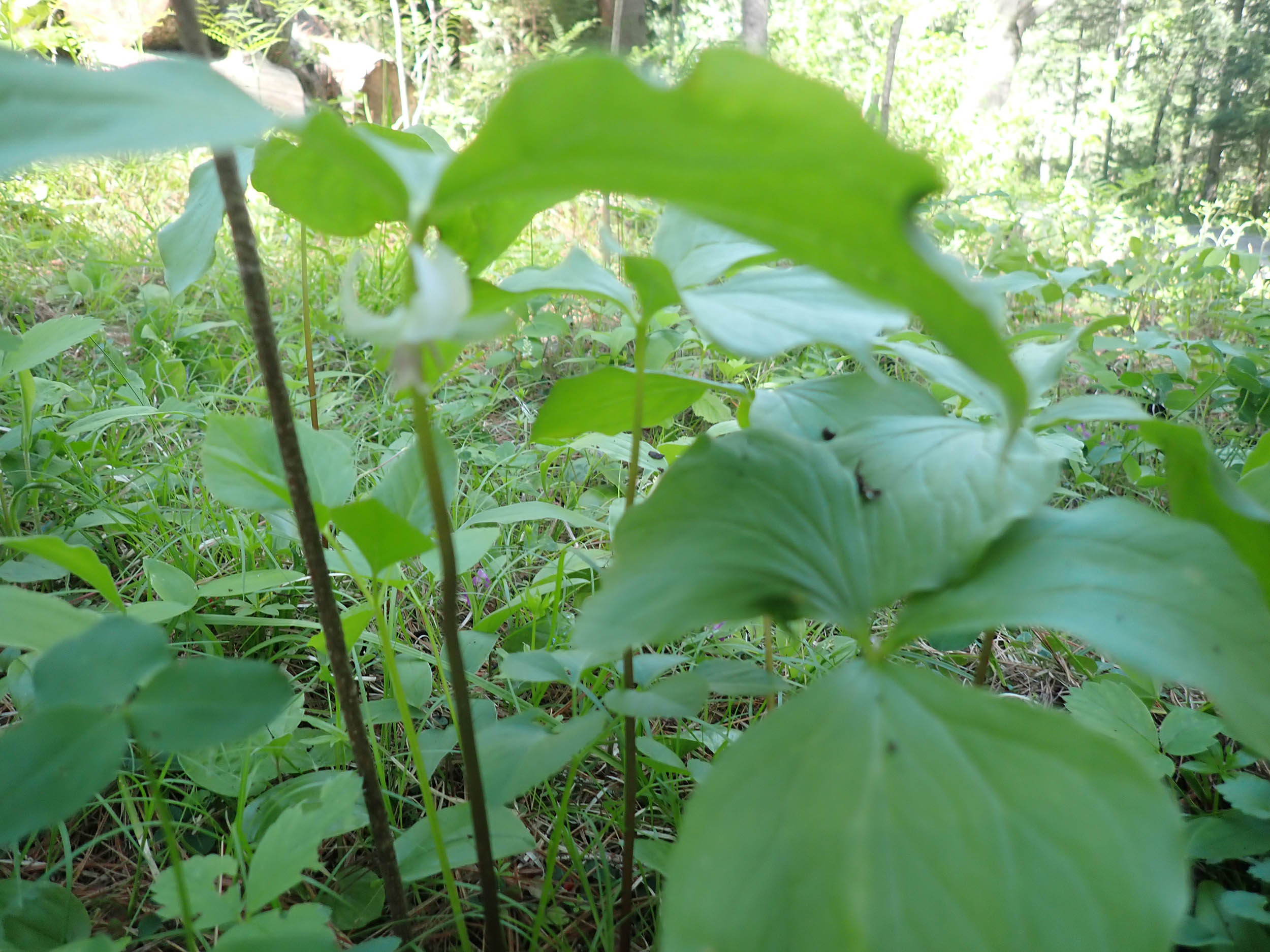 gl 365 Nooding trillium
