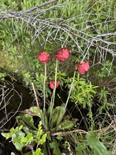 gl 367 Pitcher Plant Flowers Quiver Pond