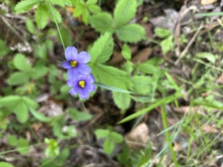 gl 367 blue eyed grass
