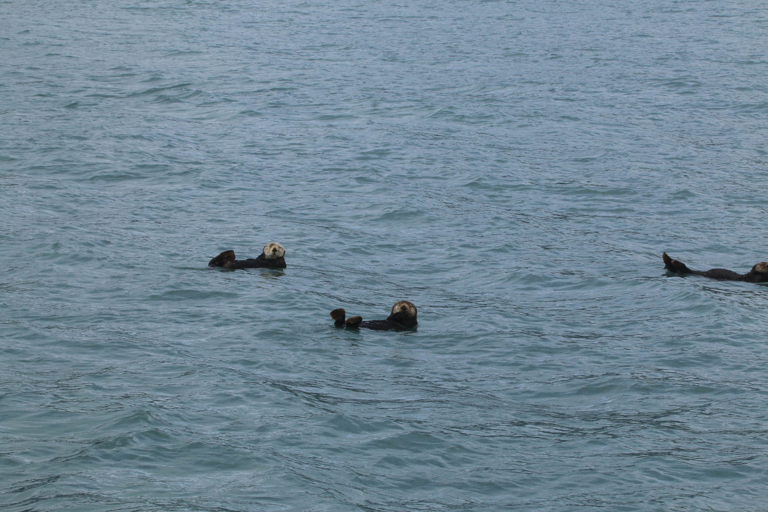 gl 369 sea otters