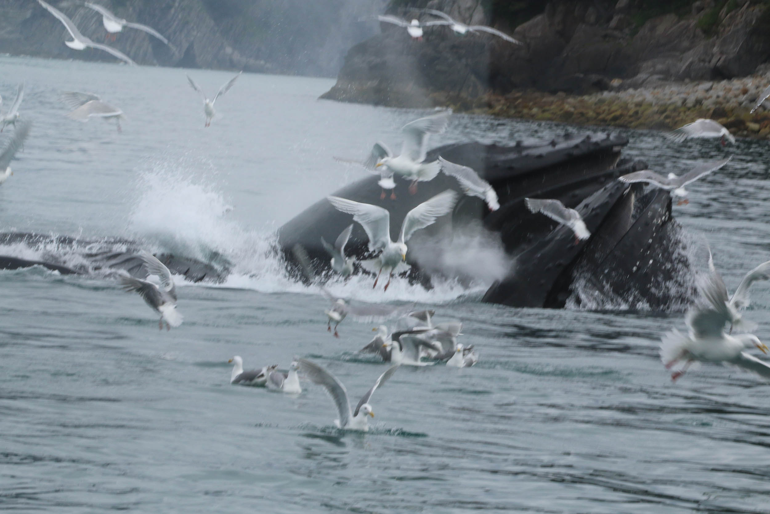 gl 369 whale scaring gulls