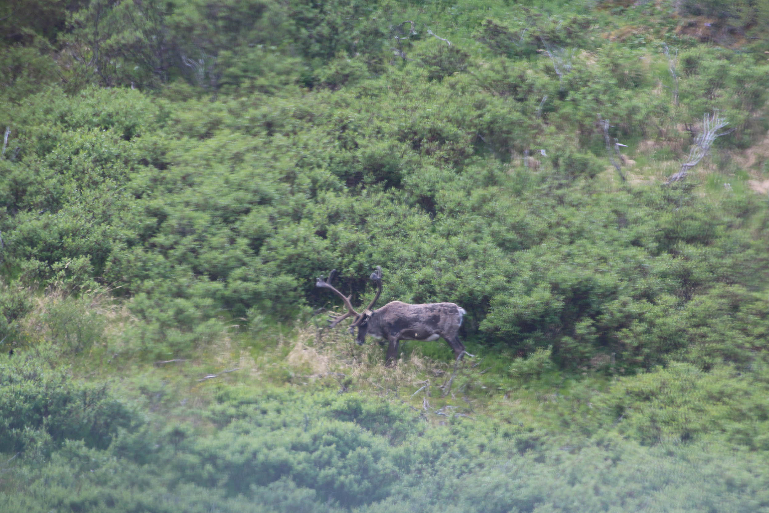 gl 370 bull caribou