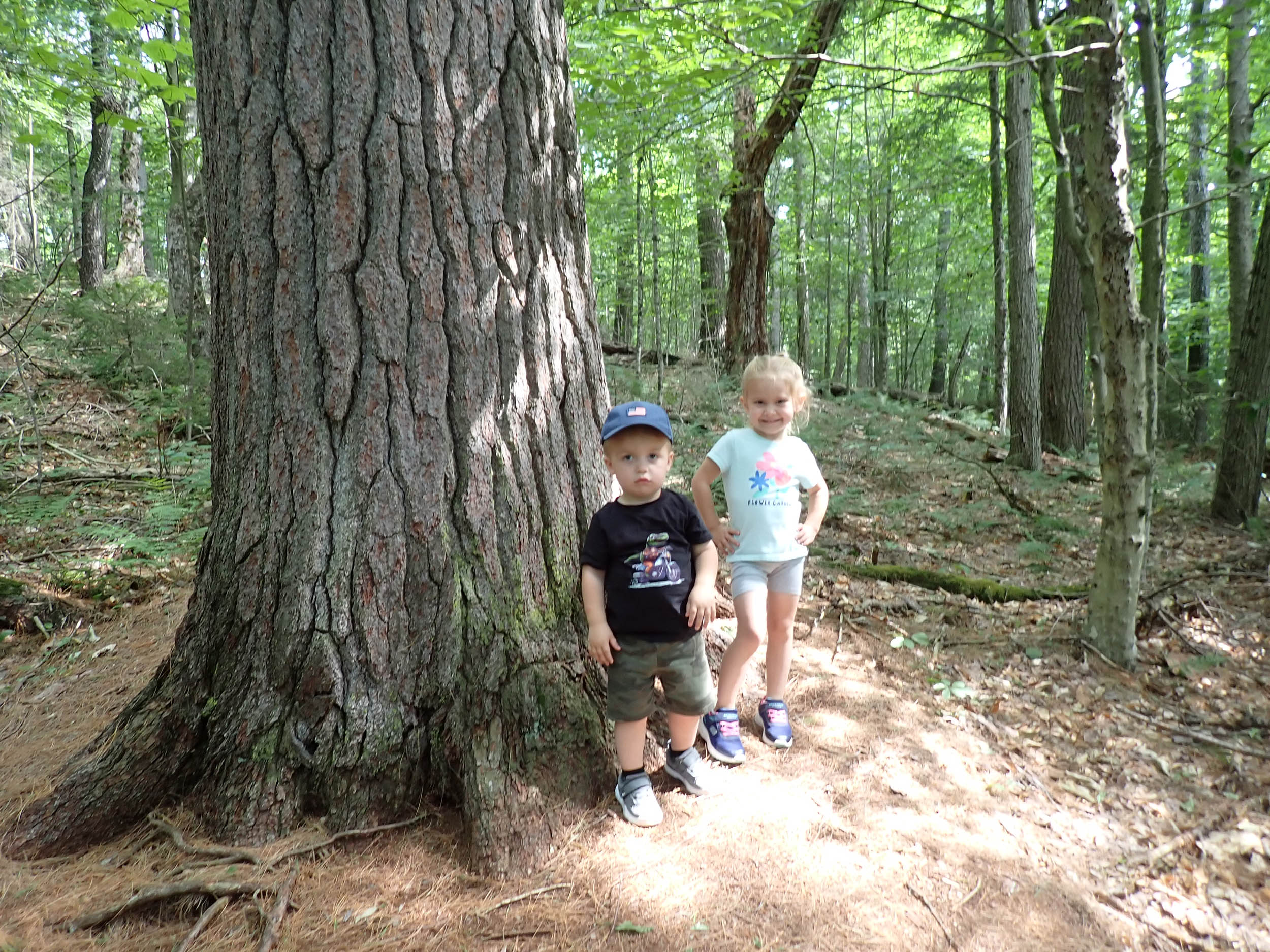 gl 373 Great grandchildren Zenon and Milly by one big White Pine