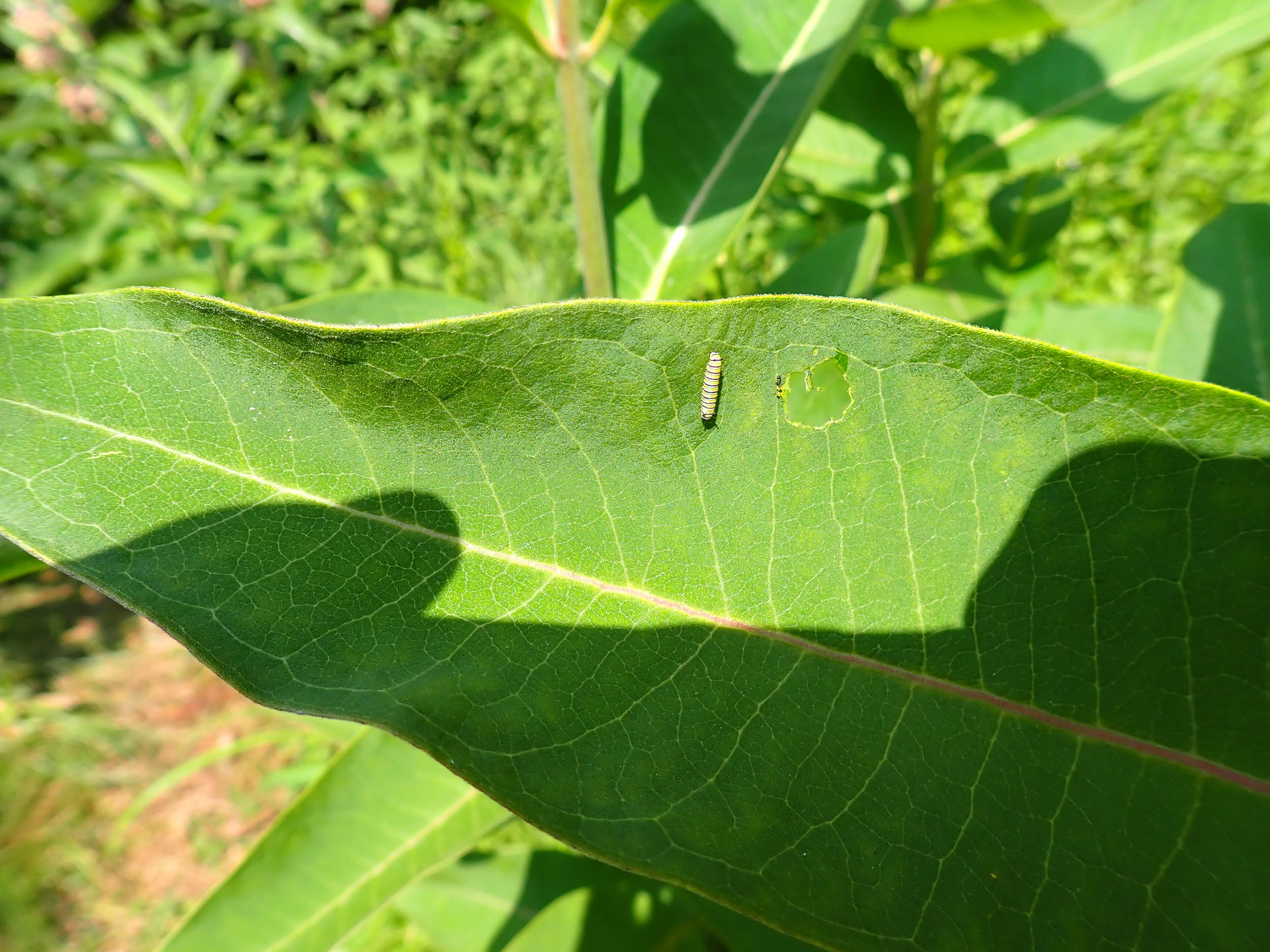 gl 373 Monarch Caterpillar
