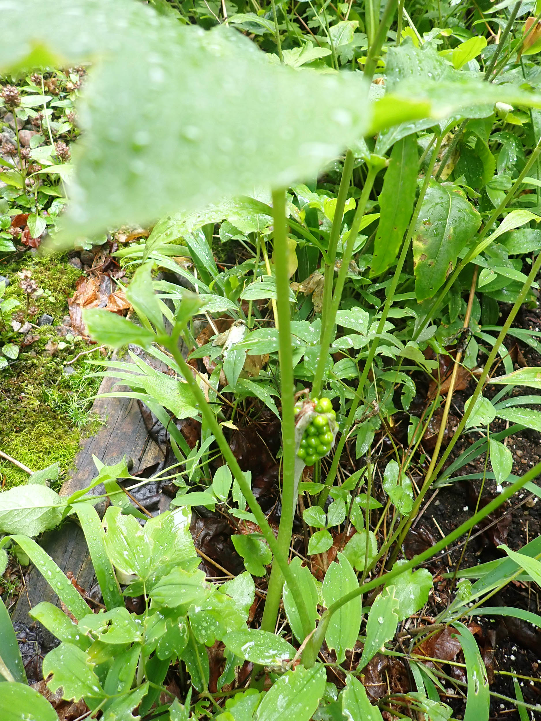 gl 374 Jack in the pulpit