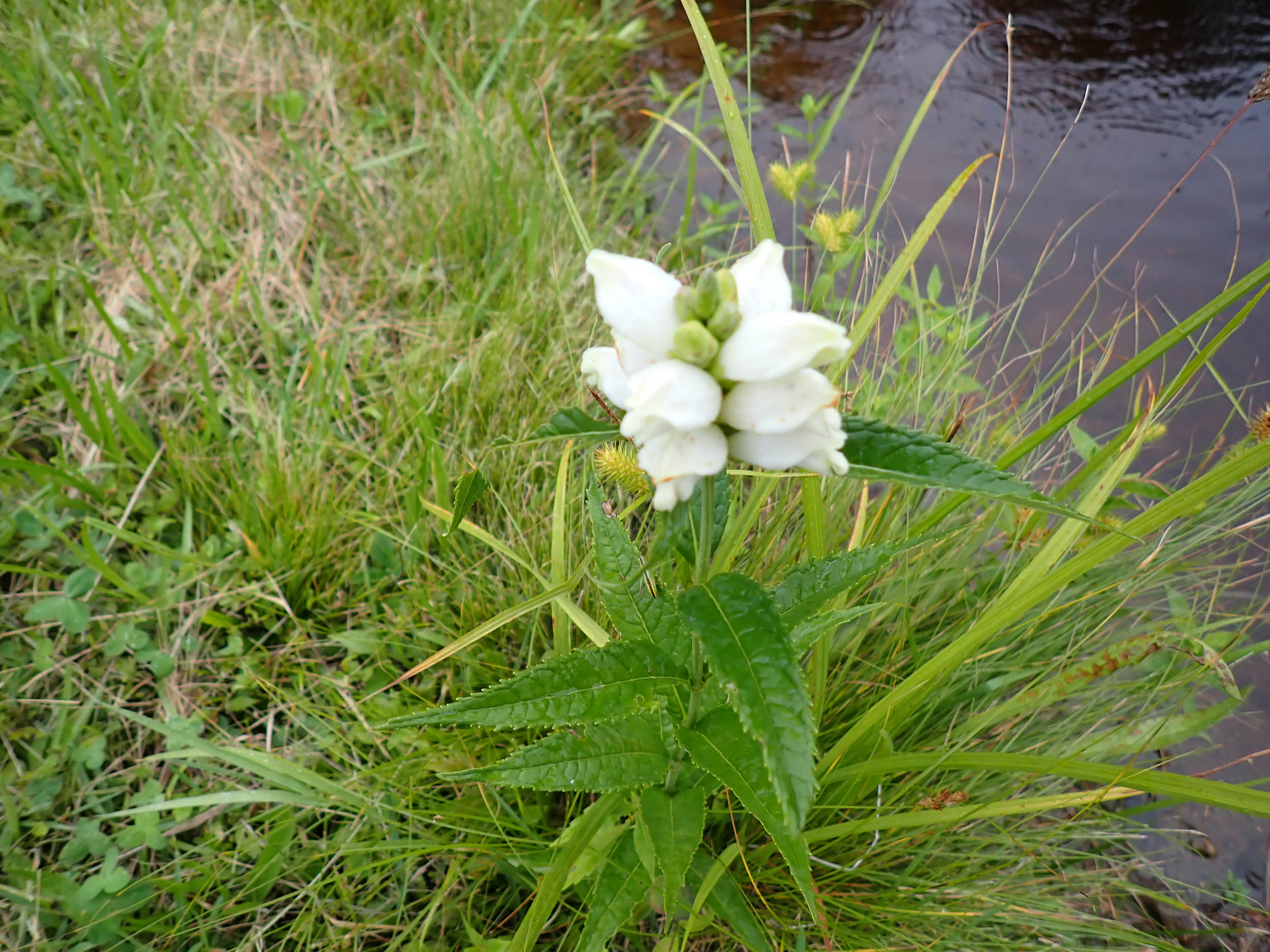 gl 374 turtlehead flowers