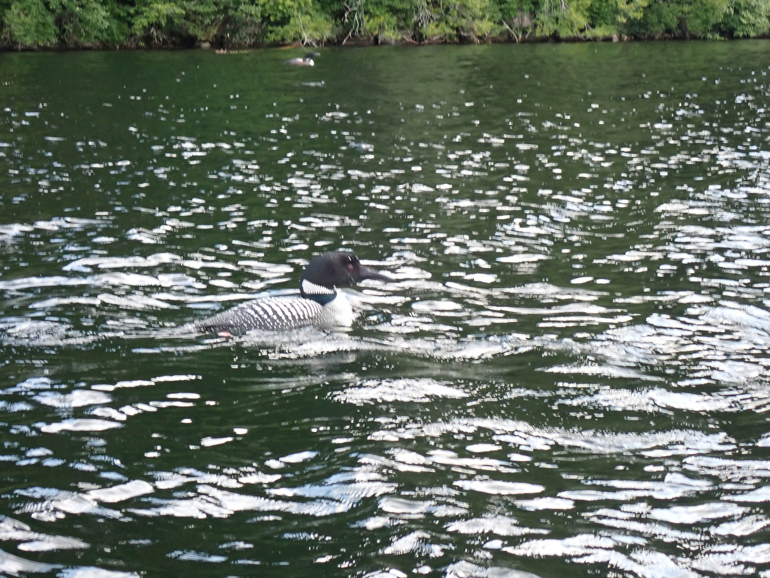 gl 375 Banded female Loon Limekiln Lake