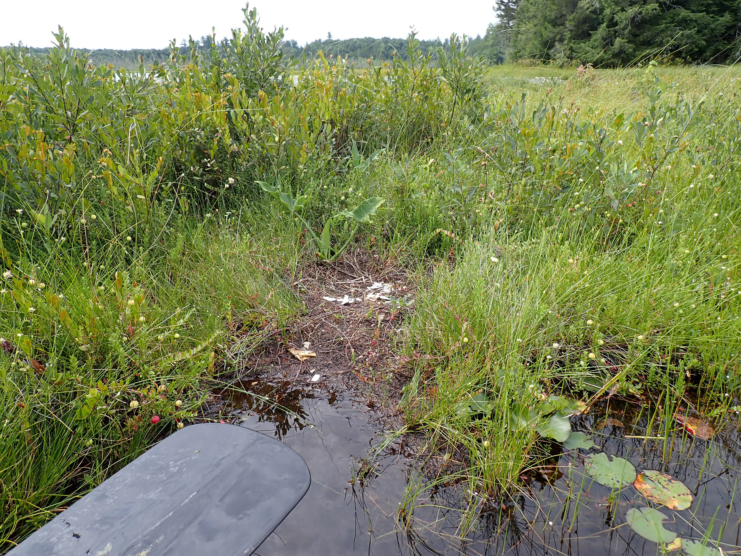 gl 375 Loon nest hatched Beaver Lake  Lewis County