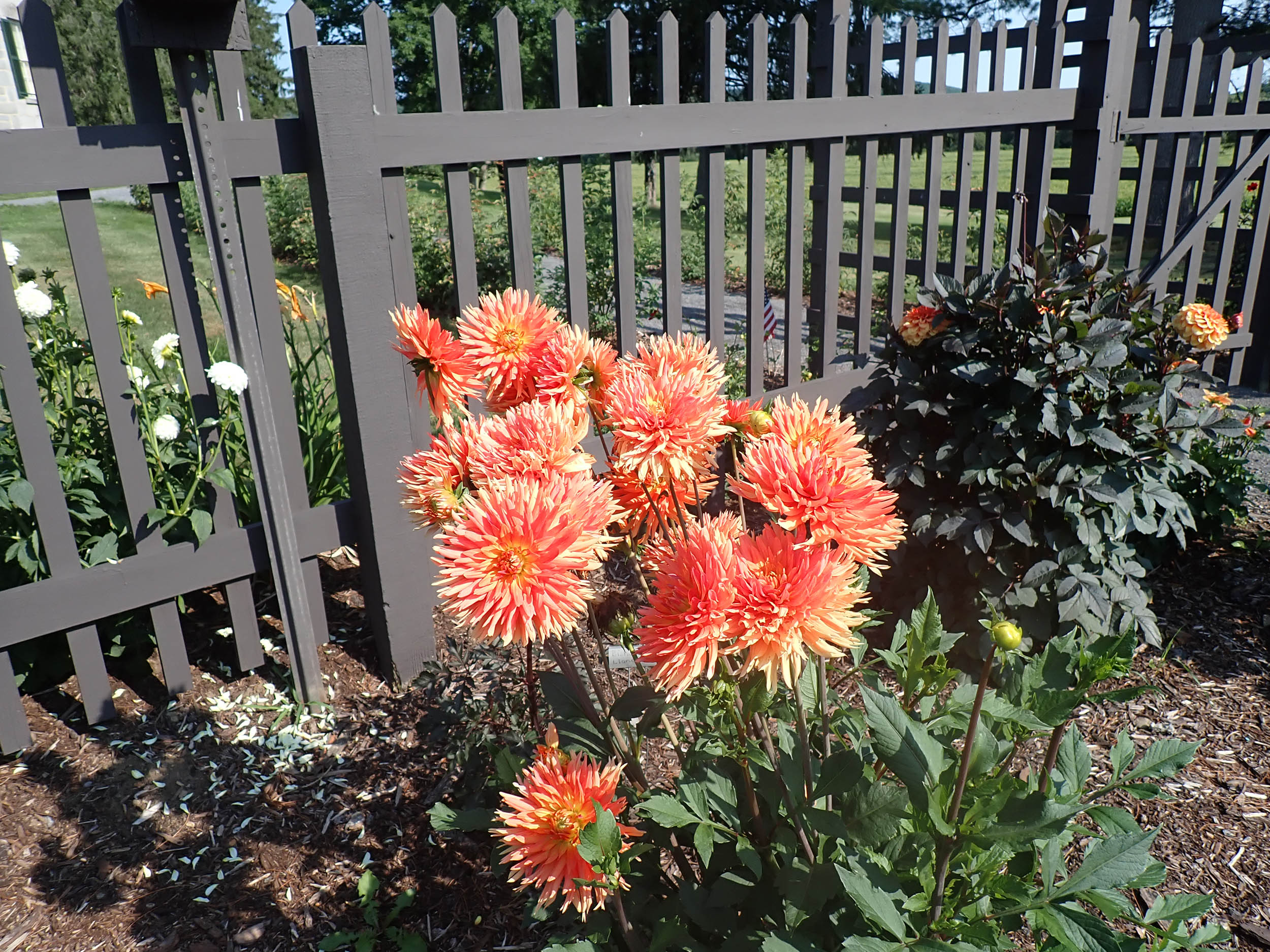 gl 376 Dahlias Constable Hall