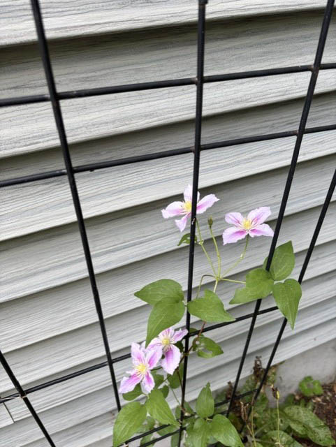 gl 376 clematis