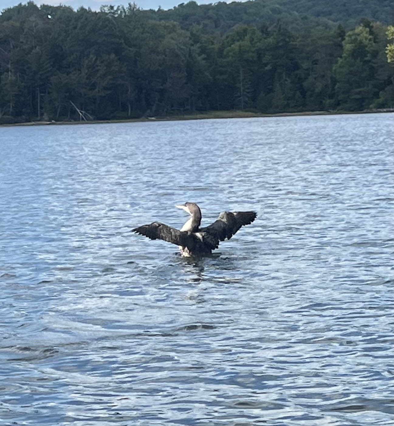 gl 377  Loon Chick Woodhull Lake by Jake Bills