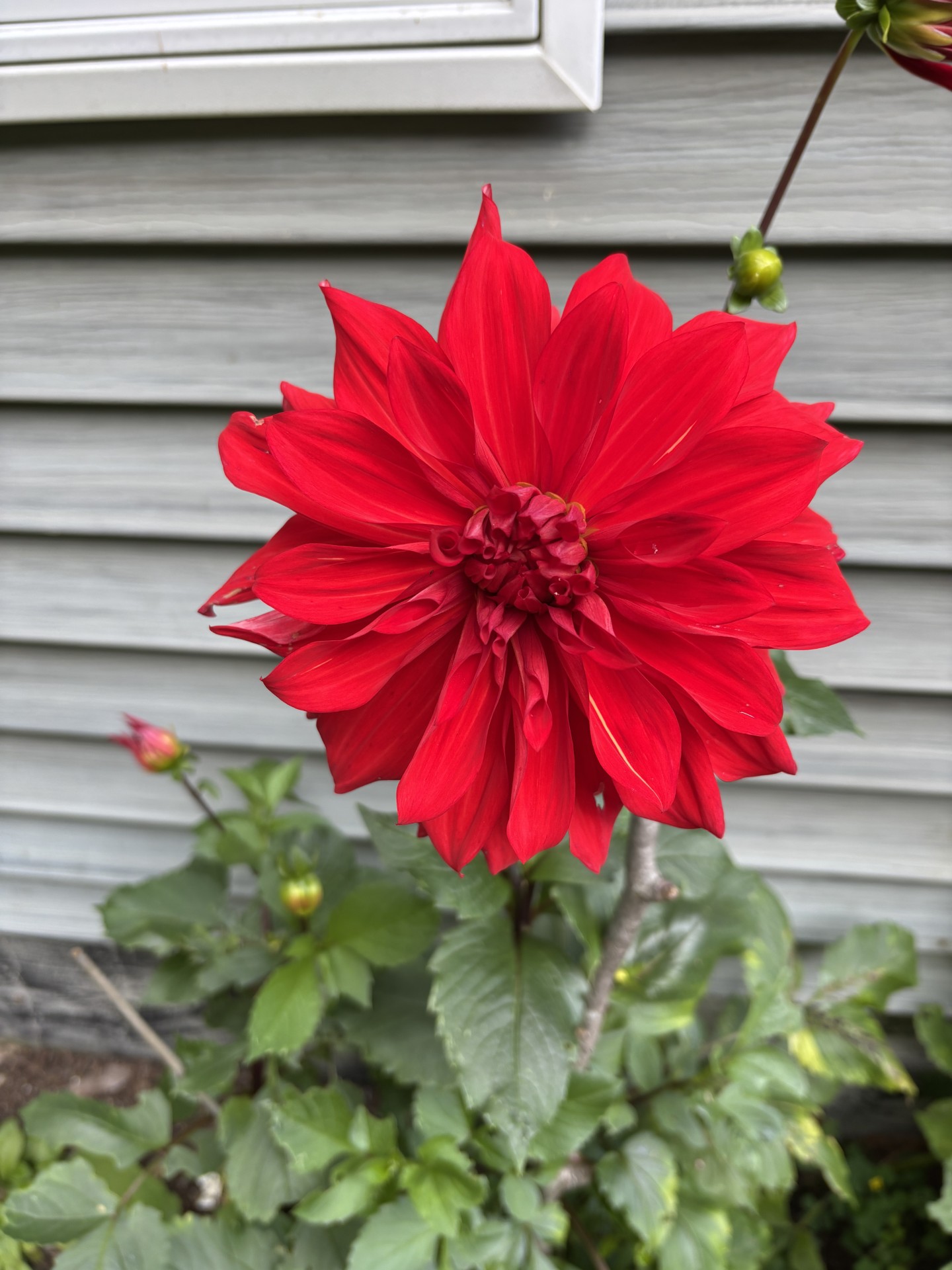 gl 378 Dahlia
