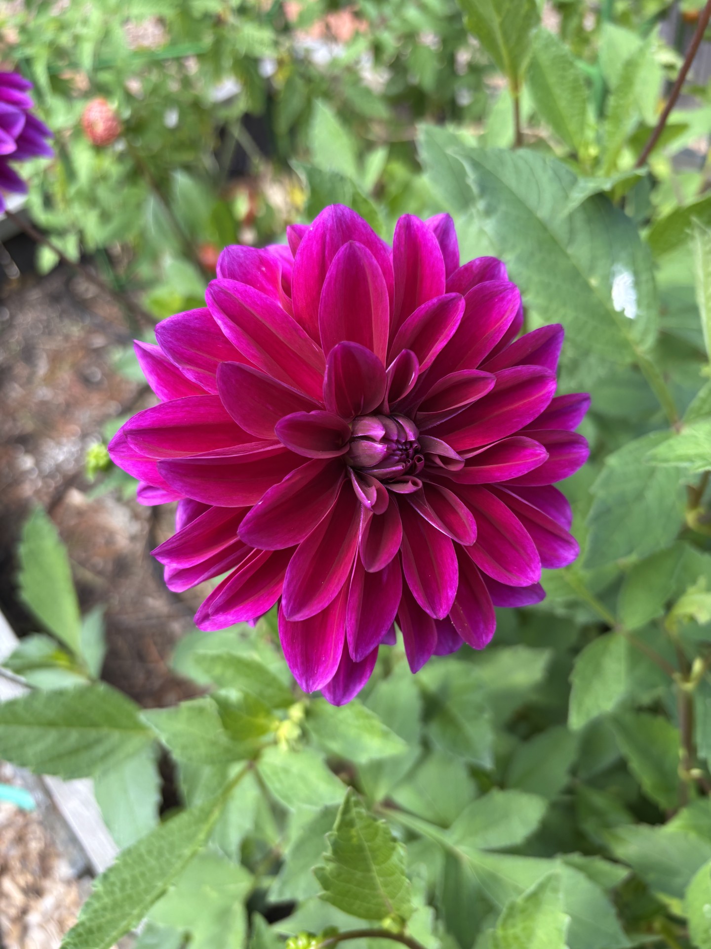 gl 379 Dahlia