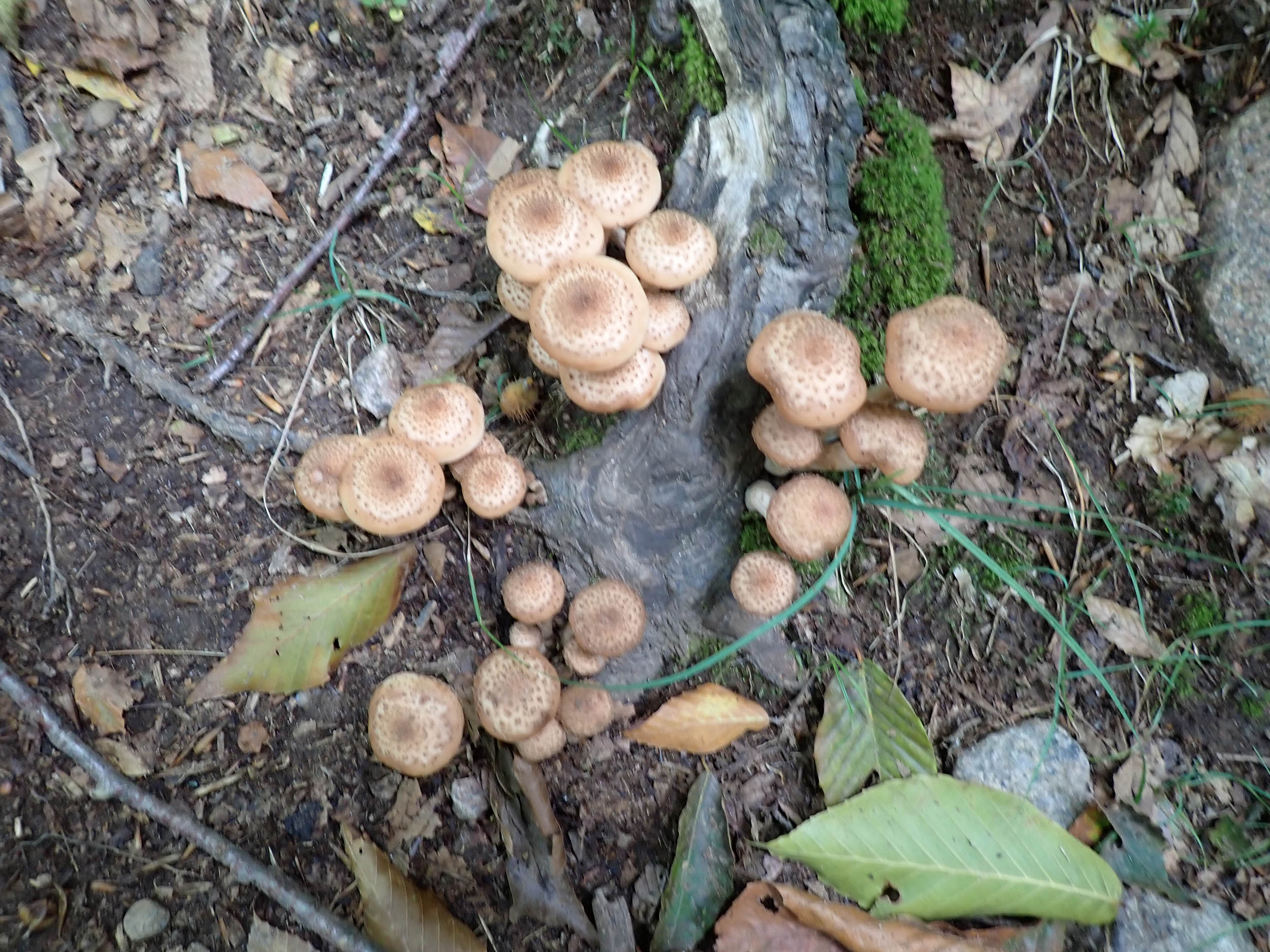 gl 381 Mushrooms in the trail