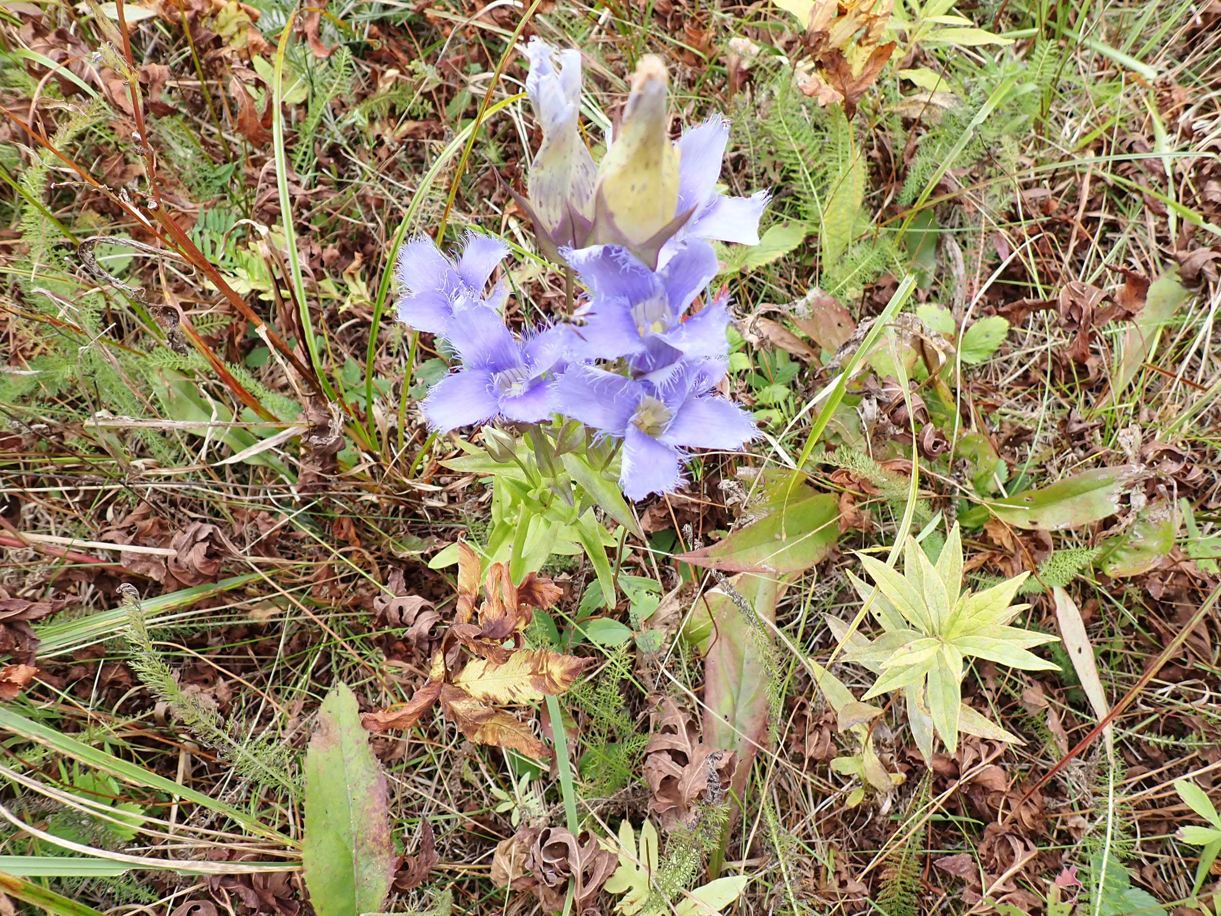 gl 382 Fringed Gentian