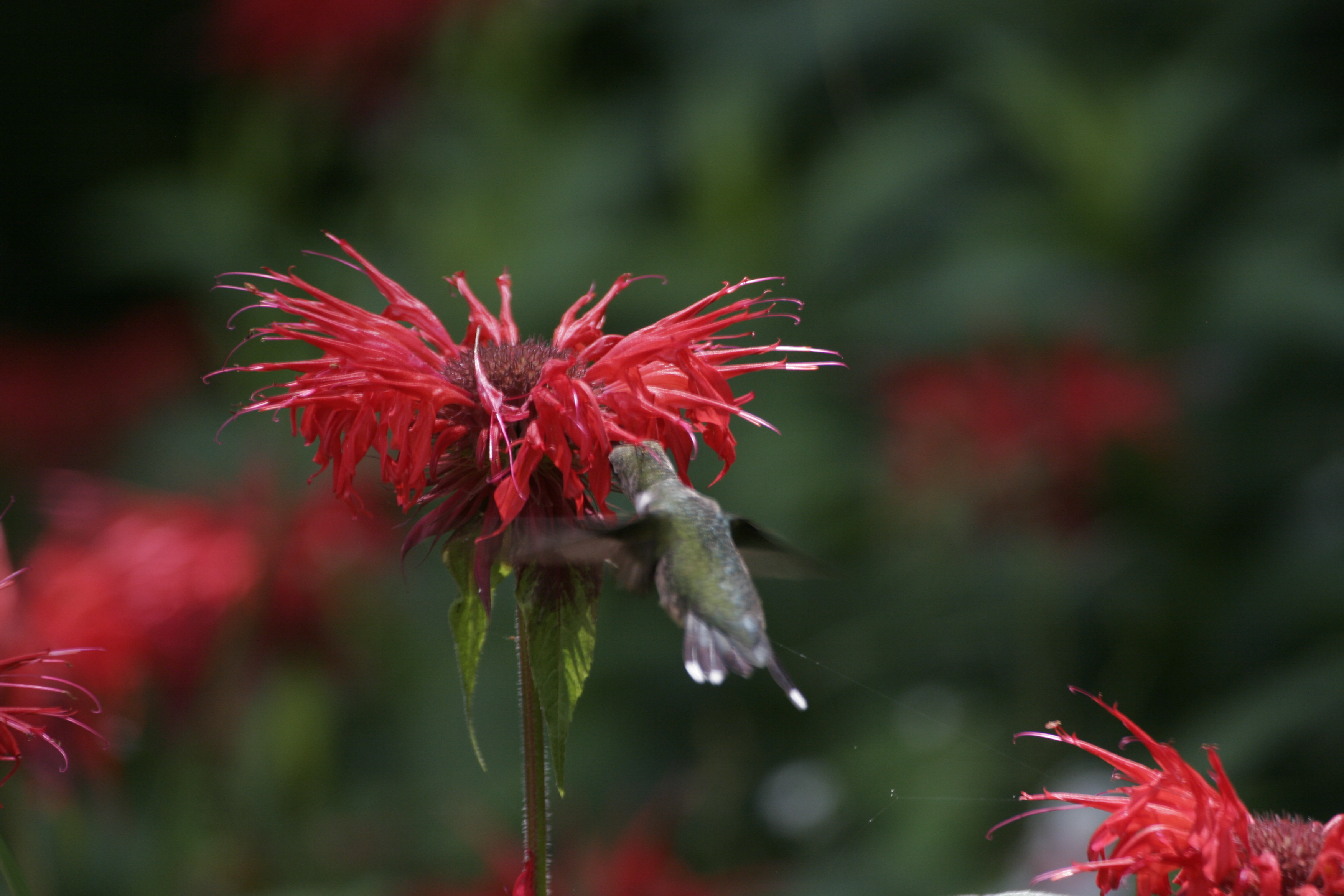 hummer2