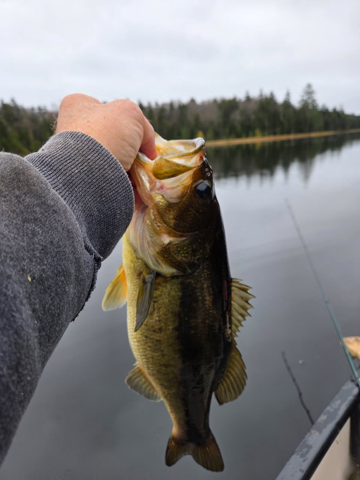 image000000.jpgbass