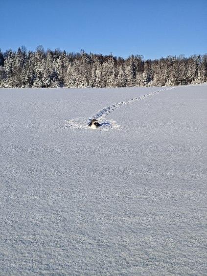 loon in field of snow