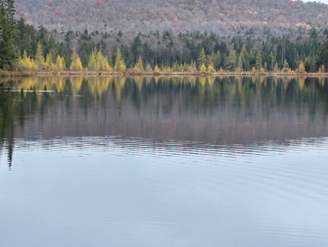 tamaracks