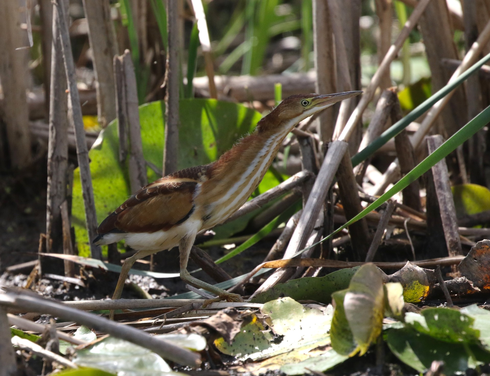 thumbnail 024A3777.JPG least bittern juvenile walking on lily pads