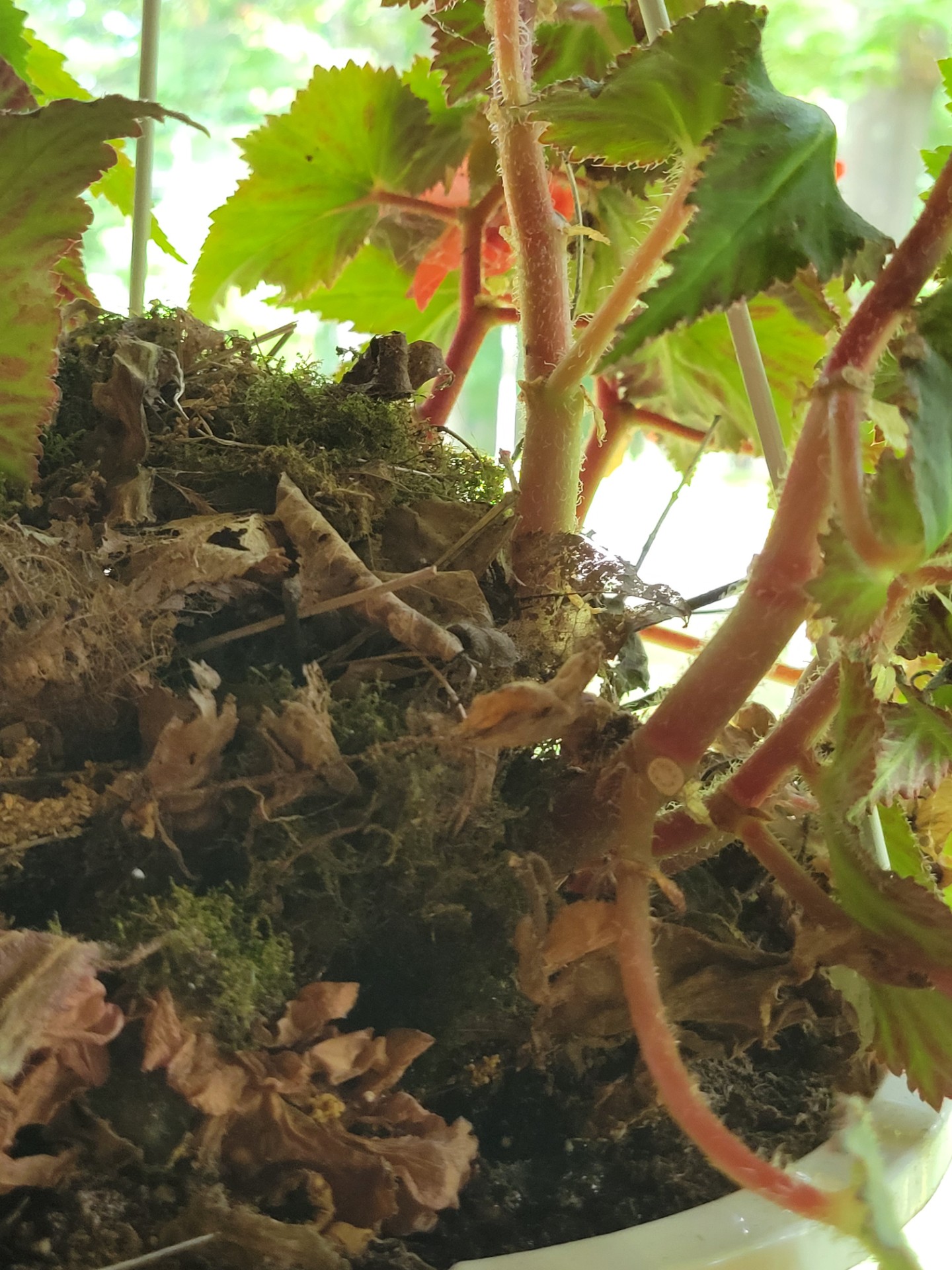 thumbnail 1000024903wren nest