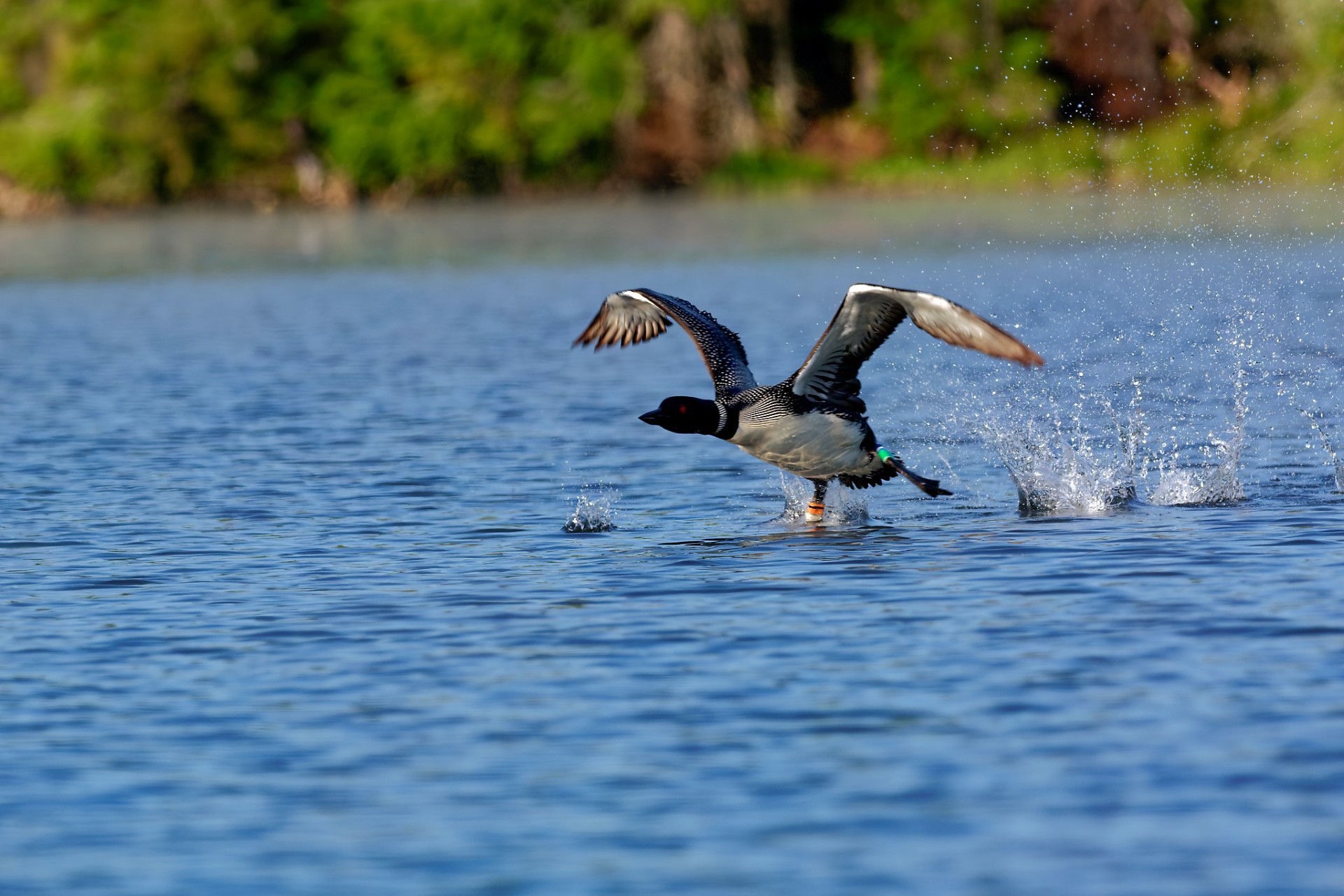 thumbnail 2025.08.01 GlennSmith ClearPond 0938 06381TakeOff