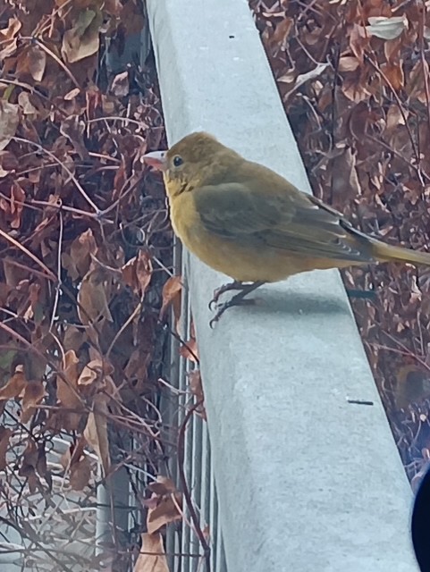 thumbnail 8033623223707834790tanager