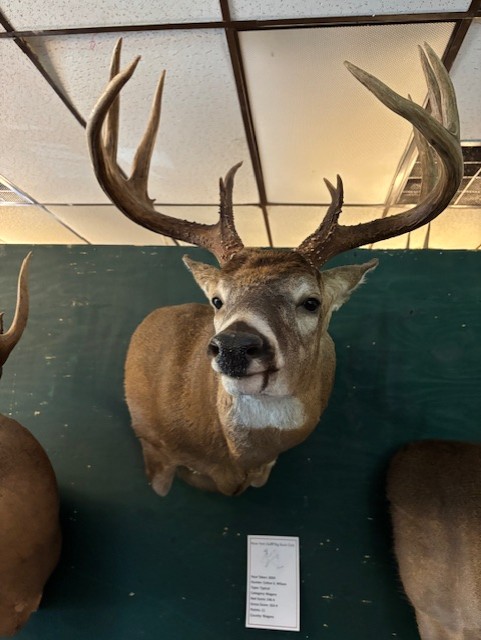 thumbnail IMG 0764.jpgbig buck