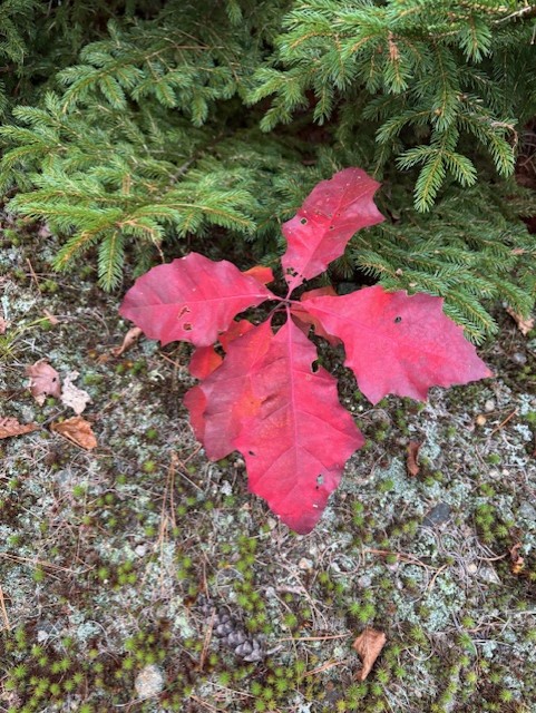 thumbnail IMG 0936.jpgoak