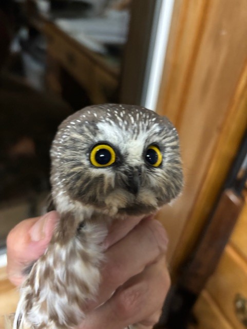 thumbnail IMG 0968.jpgowl