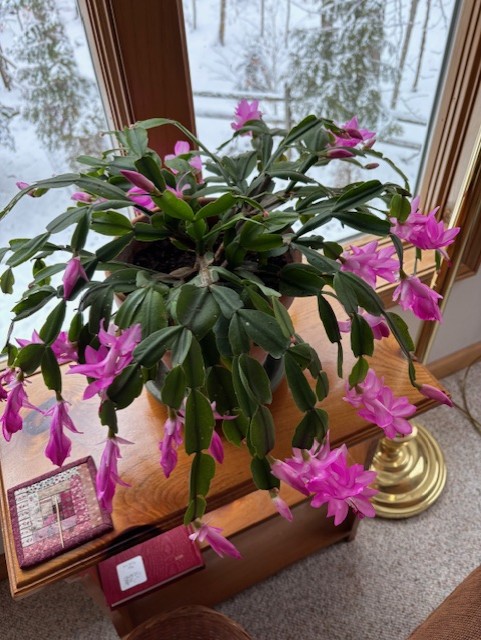 thumbnail IMG 1040.jpgcactus