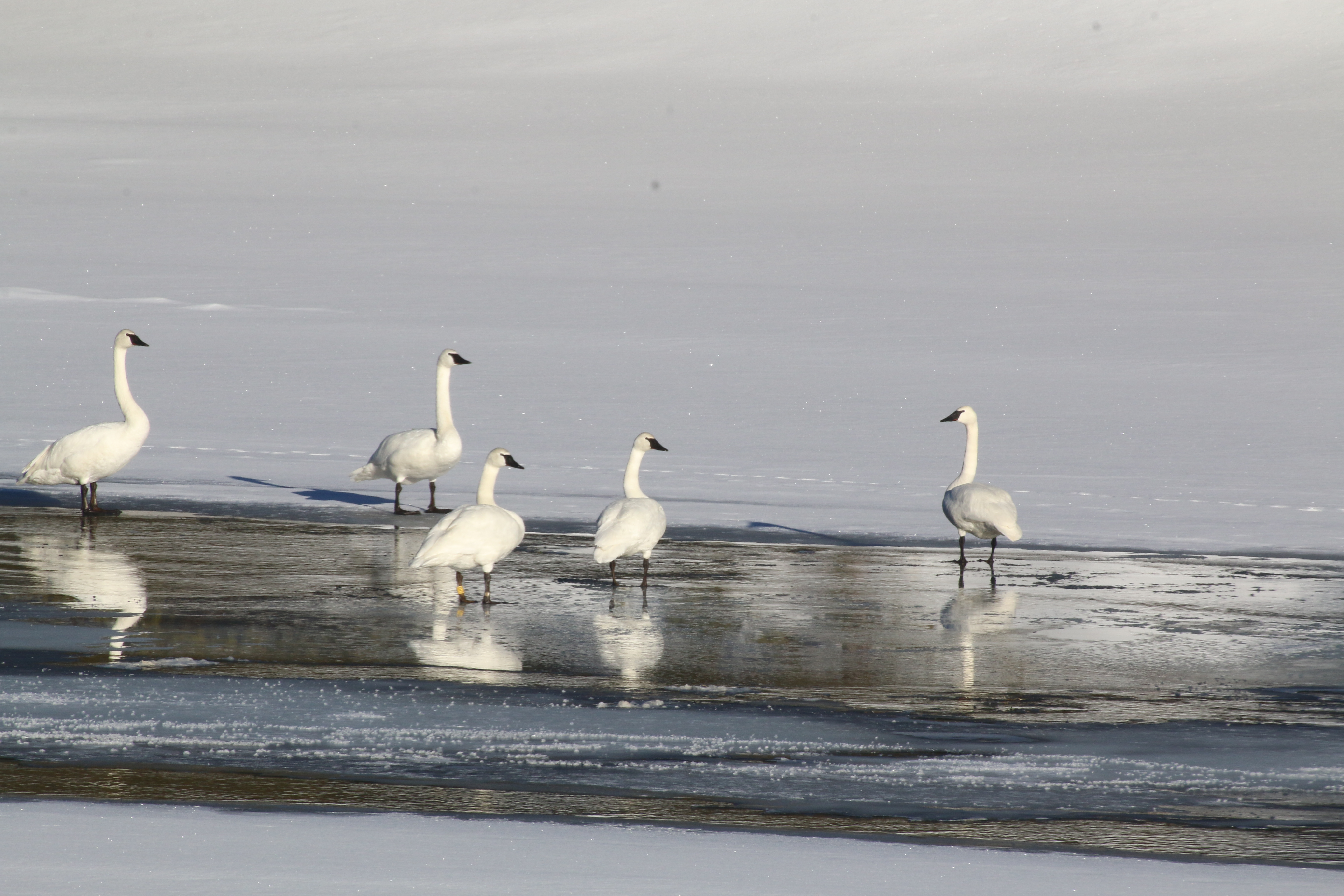 trumpeter swans