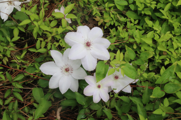 White Clematis