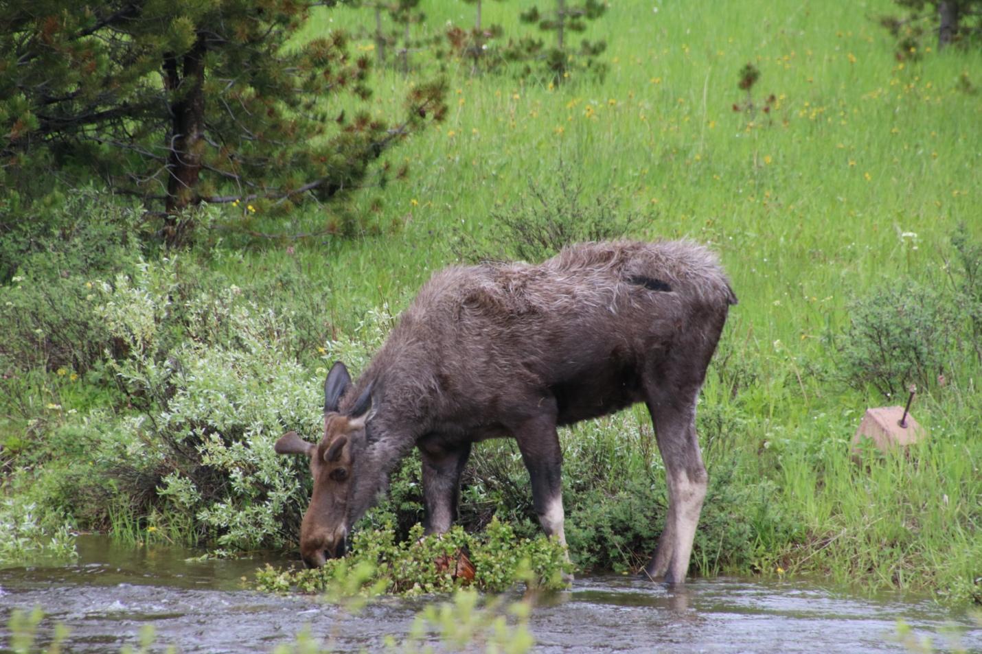 Yellowstone Animal