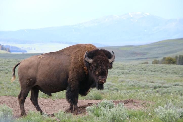Yellowstone National Park