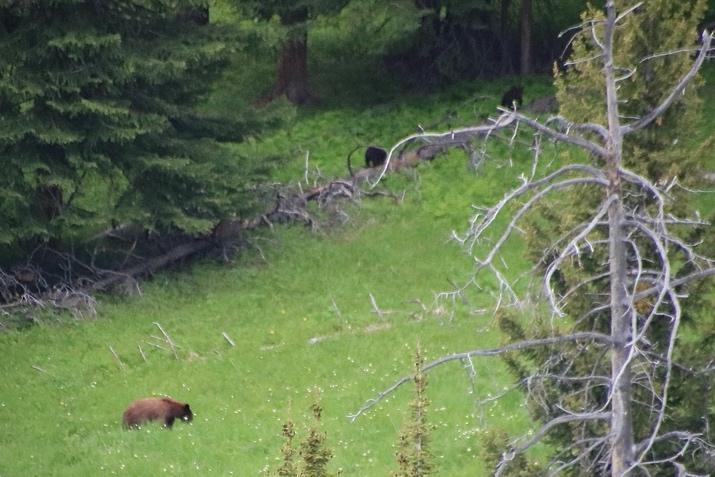Yellowstone Park Animal